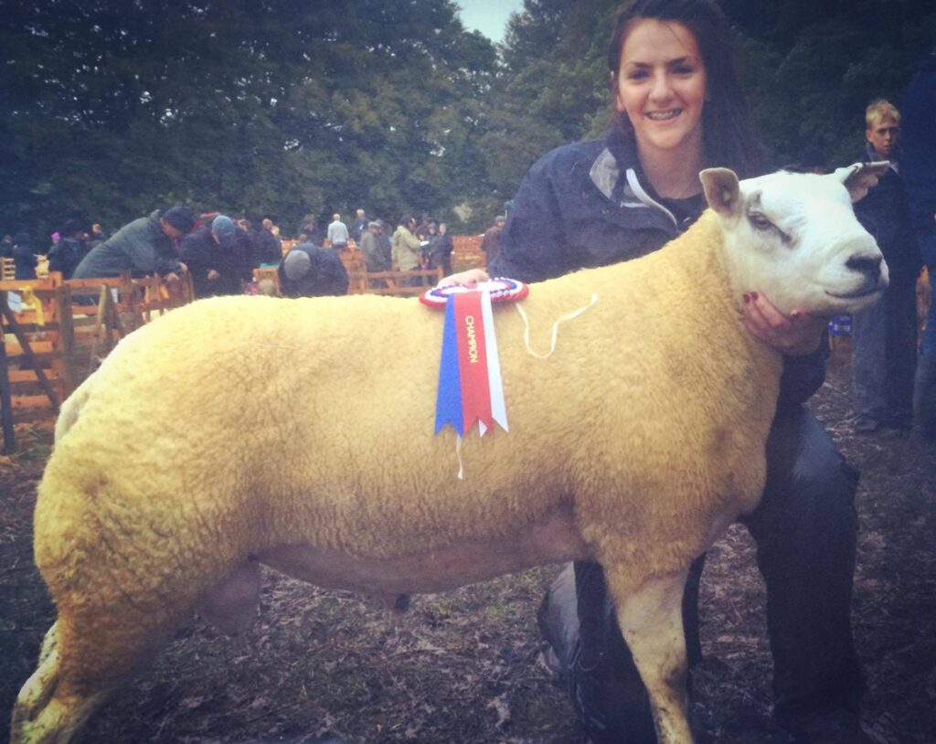 Bowes 2016 - Texel tup winning overall champion