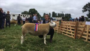 Ryedale show 2017 - Champion texel with a gimmer shearling