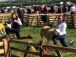 Successful day at Wensleydale Show coming home with three 1sts a 2nd and two 3rds and overall champion texel with a gimmer shearling!